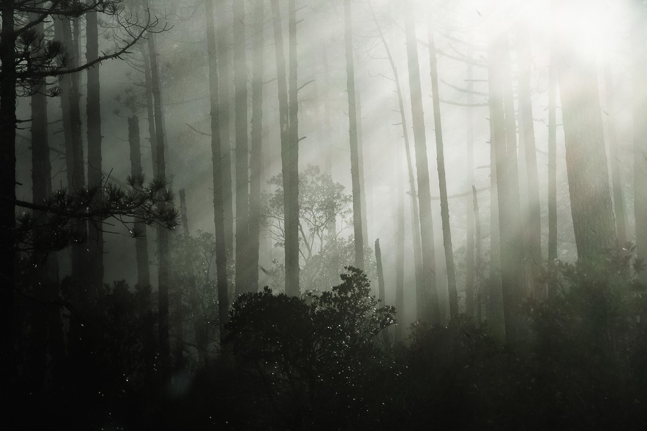 A travers la brume