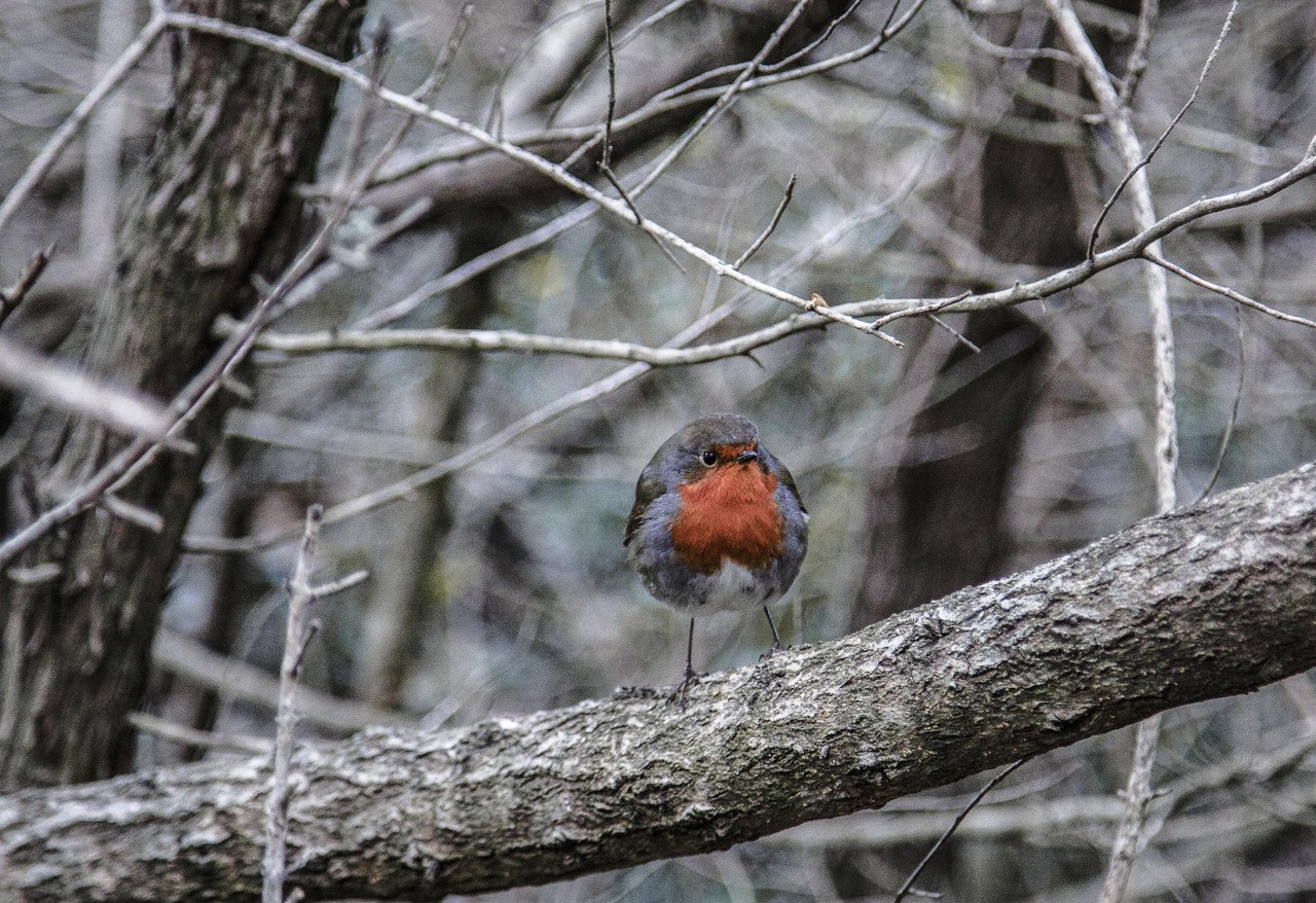 L'oiseau des bois